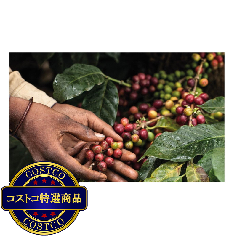 (コストコ) MOKADOR 100%ARABICA ネスプレッソ互換カプセル 100カプセル入 - 画像 (3)