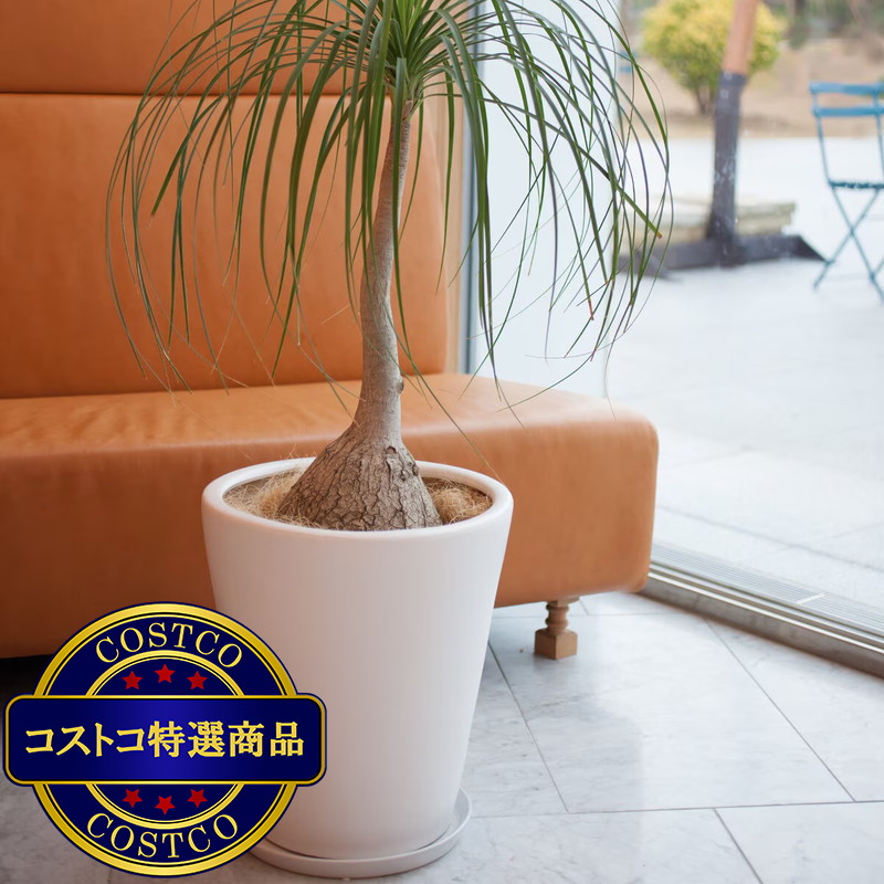 (コストコ) ヤマテー モダン PR1 マット釉 プランター 受け皿付き L 13号 40 x 43cm ホワイト ZZ-C13W13P - 画像 (3)