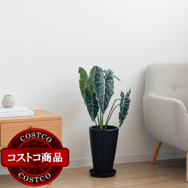 (コストコ) モダン PR1 マット釉 プランター 受け皿付き 2個セット XS 7号 21 x 35cm ブラック ZZ-C13K07Px2 - 画像 (2)