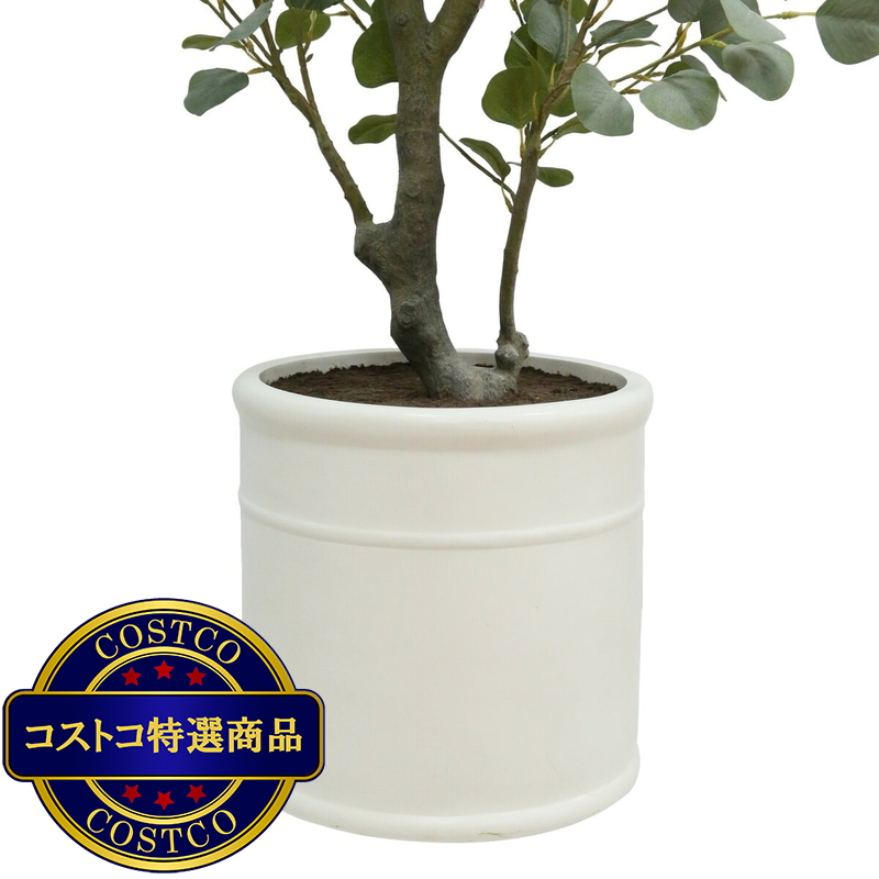 (コストコ) CG HUNTER 人工観葉植物 ユーカリ 約198cm - 画像 (3)