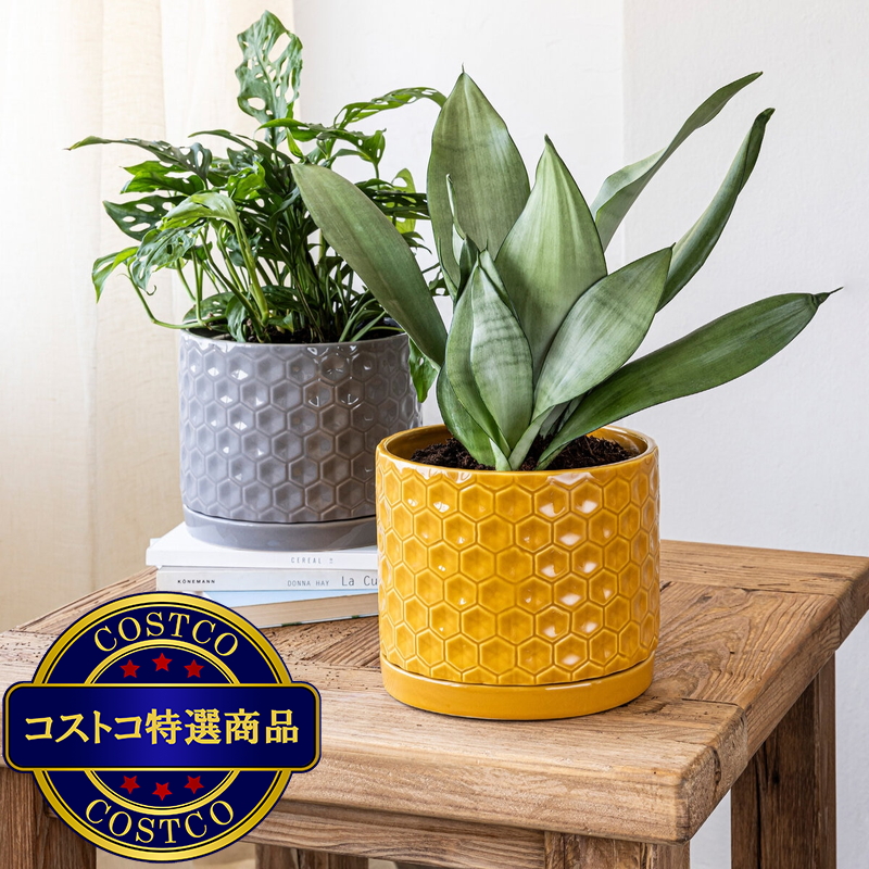 (コストコ) オーバー＆バック ハニカム セラミックプランター 直径20cm x 高16.5cm 2個セット