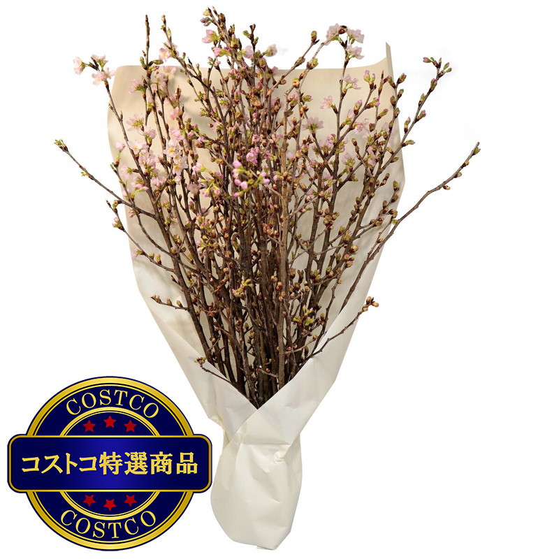 (コストコ) 桜 20本束