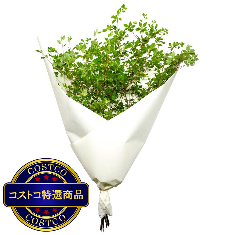 (コストコ) ドウダンツツジ 6本束 - 画像 (2)