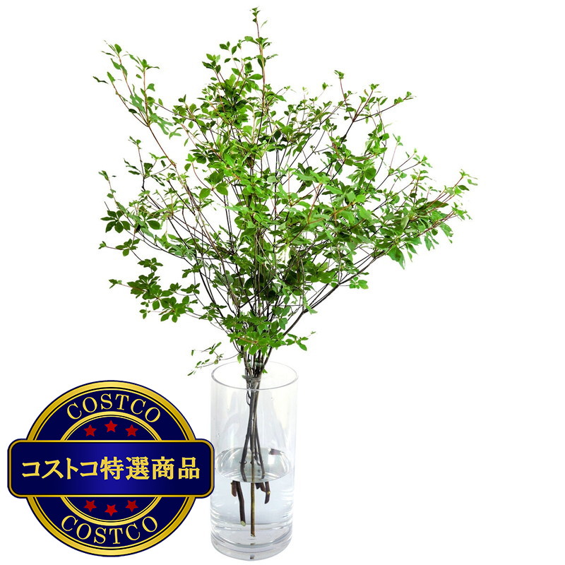 (コストコ) ドウダンツツジ 6本束