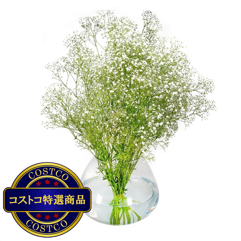 (コストコ) かすみ草ブーケ ホワイト - 画像 (3)