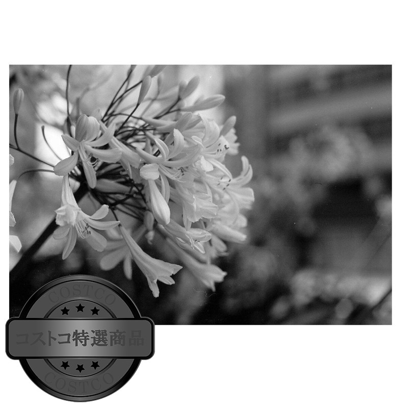 (コストコ) マリックス 35mm 白黒ネガフィルム ISO100 36枚撮 20本セット - 画像 (4)