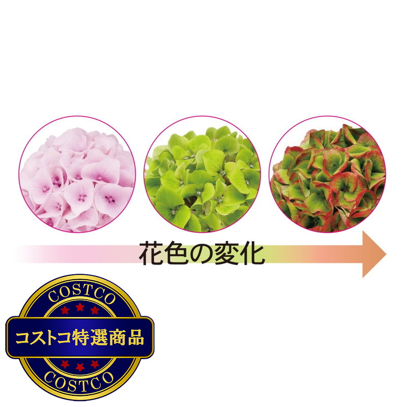 (コストコ) あじさい コットンキャンディ 5号鉢 母の日期間配送 お届け日5月6日〜5月11日 - 画像 (2)
