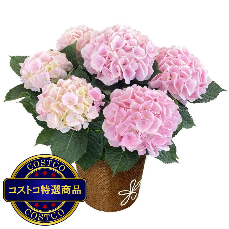 (コストコ) あじさい コットンキャンディ 5号鉢 母の日期間配送 お届け日5月6日〜5月11日