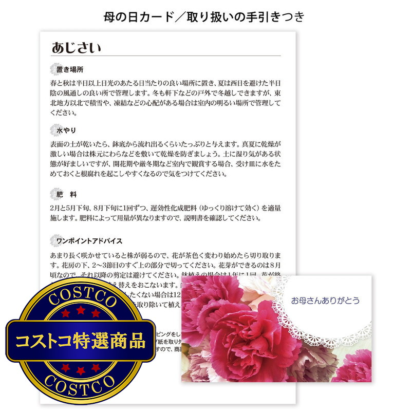 (コストコ) あじさい コットンキャンディ 5号鉢 母の日期間配送 お届け日5月6日〜5月11日 - 画像 (3)