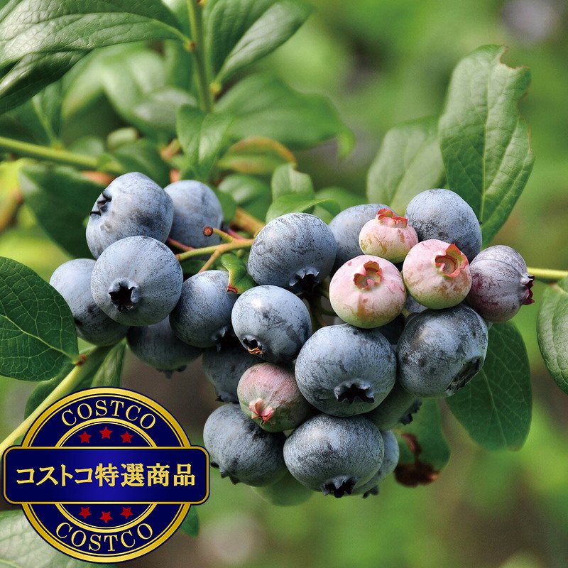 (コストコ) ブルーベリー 5号 母の日期間配送 お届け日5月6日〜5月11日 - 画像 (2)