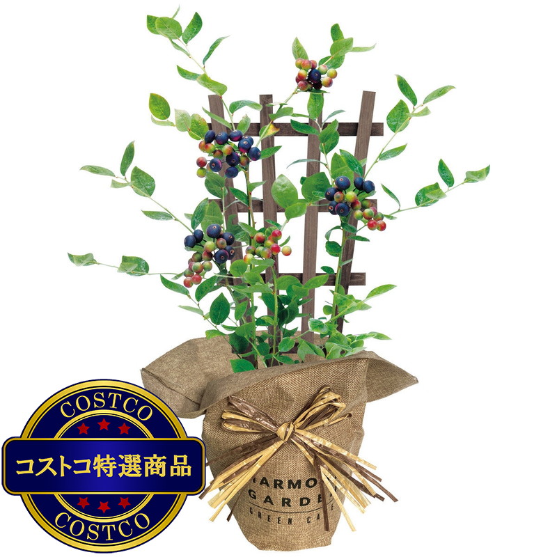 (コストコ) ブルーベリー 5号 母の日期間配送 お届け日5月6日〜5月11日