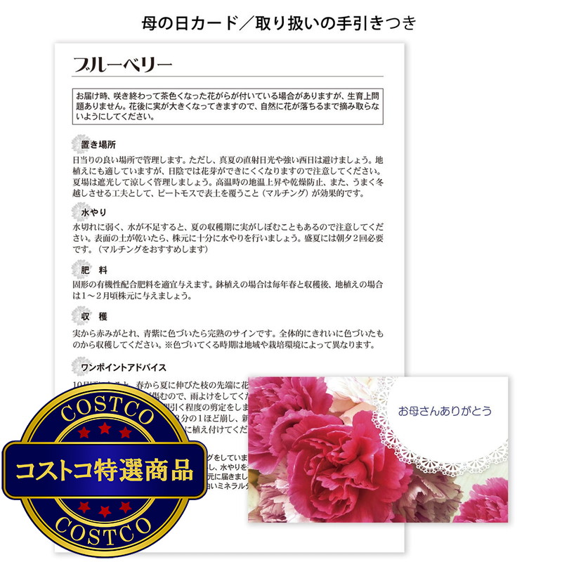 (コストコ) ブルーベリー 5号 母の日期間配送 お届け日5月6日〜5月11日 - 画像 (3)