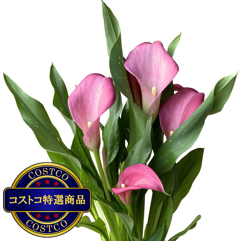 (コストコ) カラー鉢植え 5号 母の日期間配送 お届け日5月6日〜5月11日 - 画像 (2)