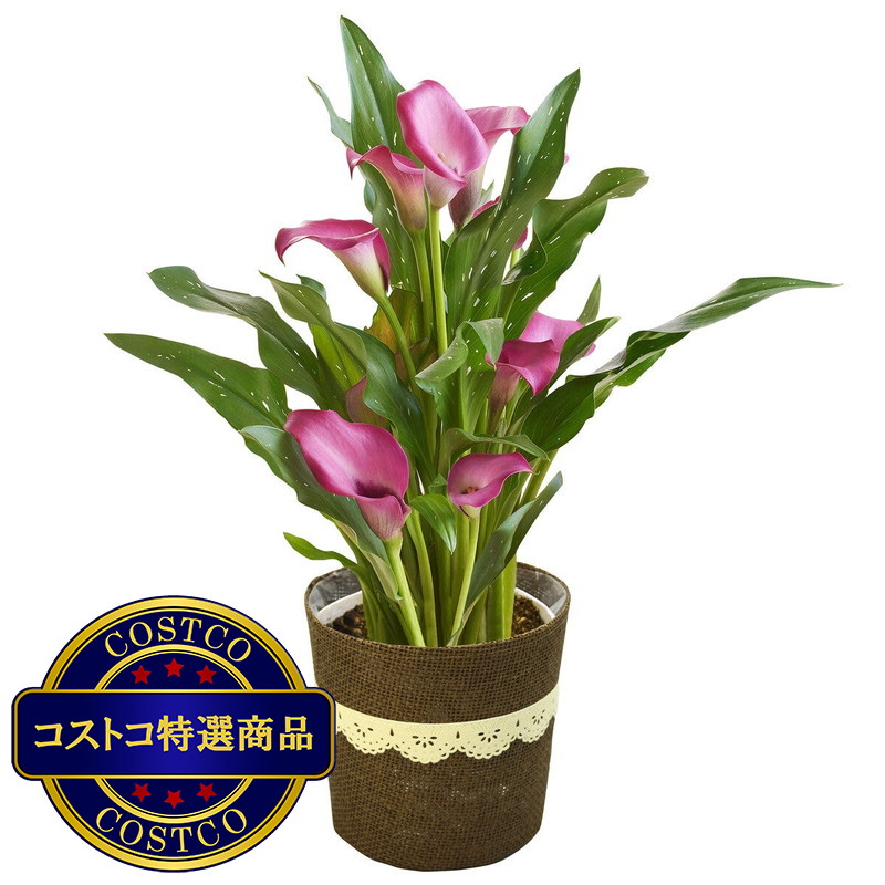 (コストコ) カラー鉢植え 5号 母の日期間配送 お届け日5月6日〜5月11日