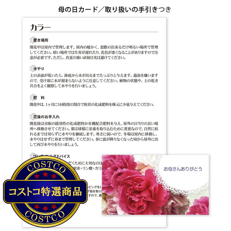 (コストコ) カラー鉢植え 5号 母の日期間配送 お届け日5月6日〜5月11日 - 画像 (3)
