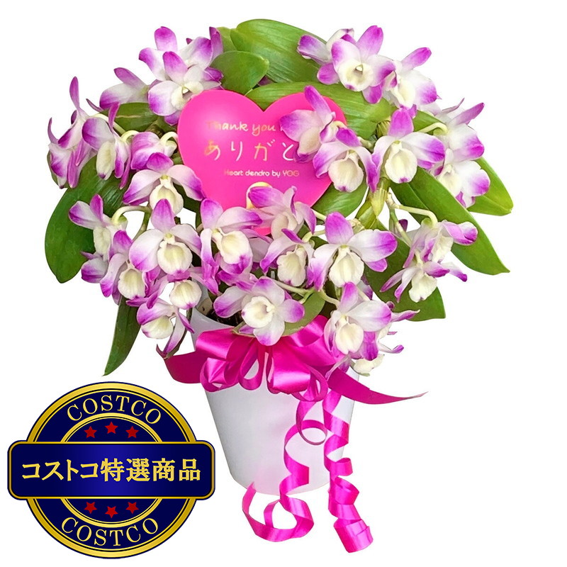 (コストコ) デンドロビューム ハート仕立て 母の日期間配送 お届け日5月6日〜5月11日
