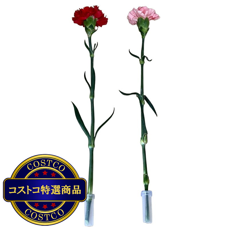 (コストコ) 一輪ギフト カーネーション 30束セット - 画像 (2)