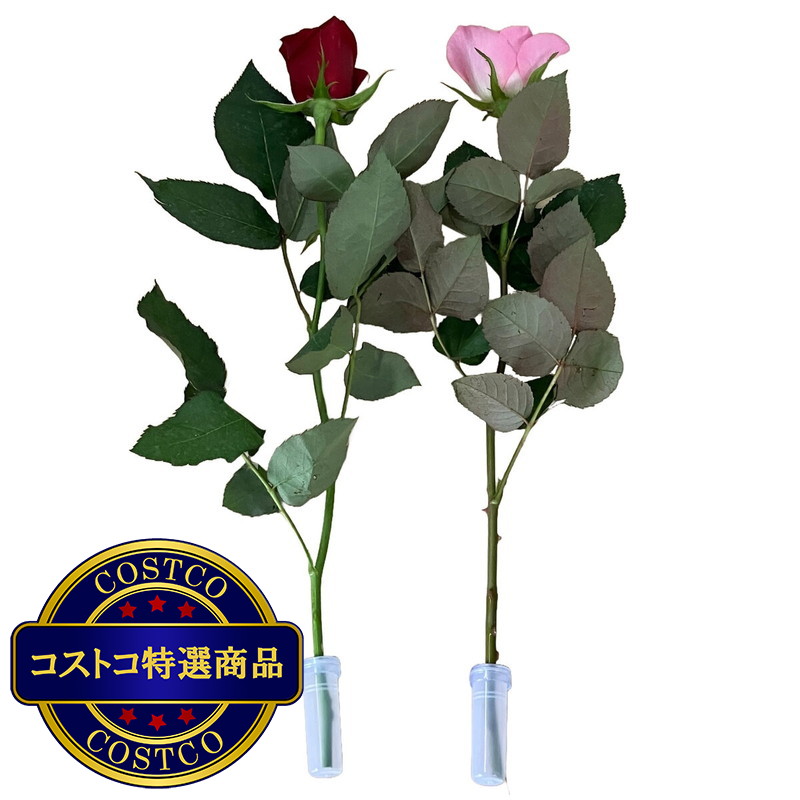 (コストコ) 一輪ギフト ローズ 30束セット - 画像 (2)
