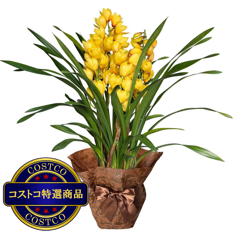 (コストコ) シンビジウム 6号鉢 4本仕立て - 画像 (2)