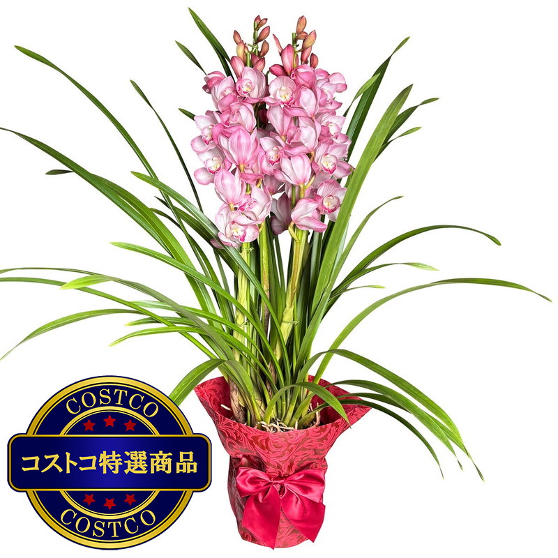 (コストコ) シンビジウム 6号鉢 4本仕立て