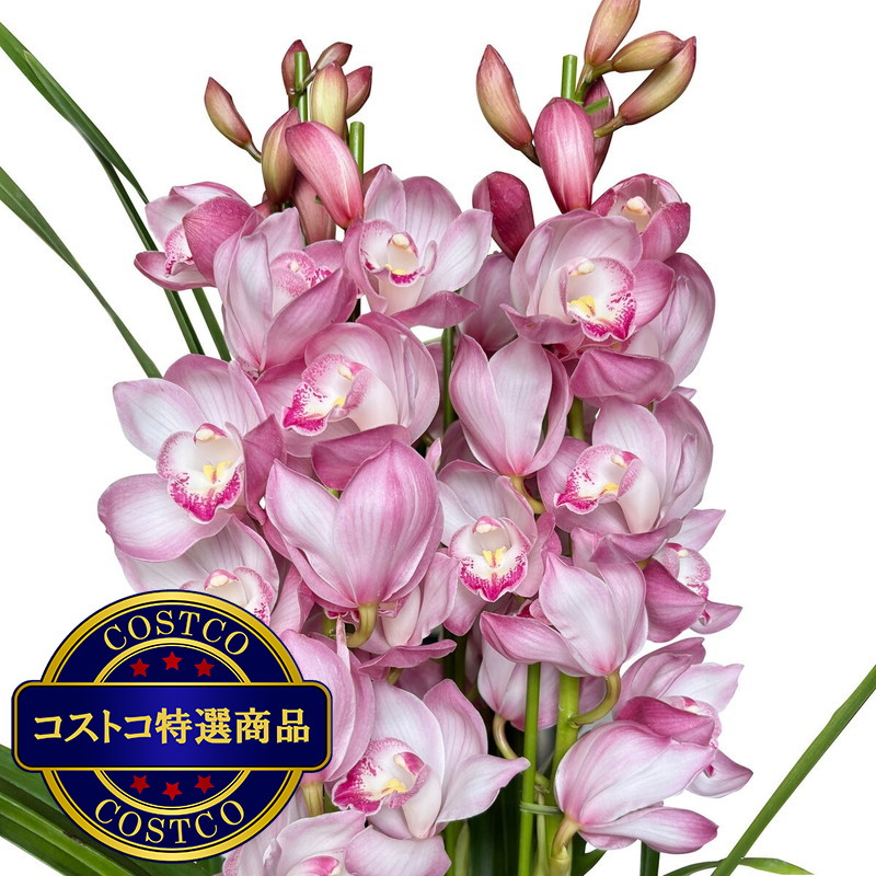 (コストコ) シンビジウム 6号鉢 4本仕立て - 画像 (3)