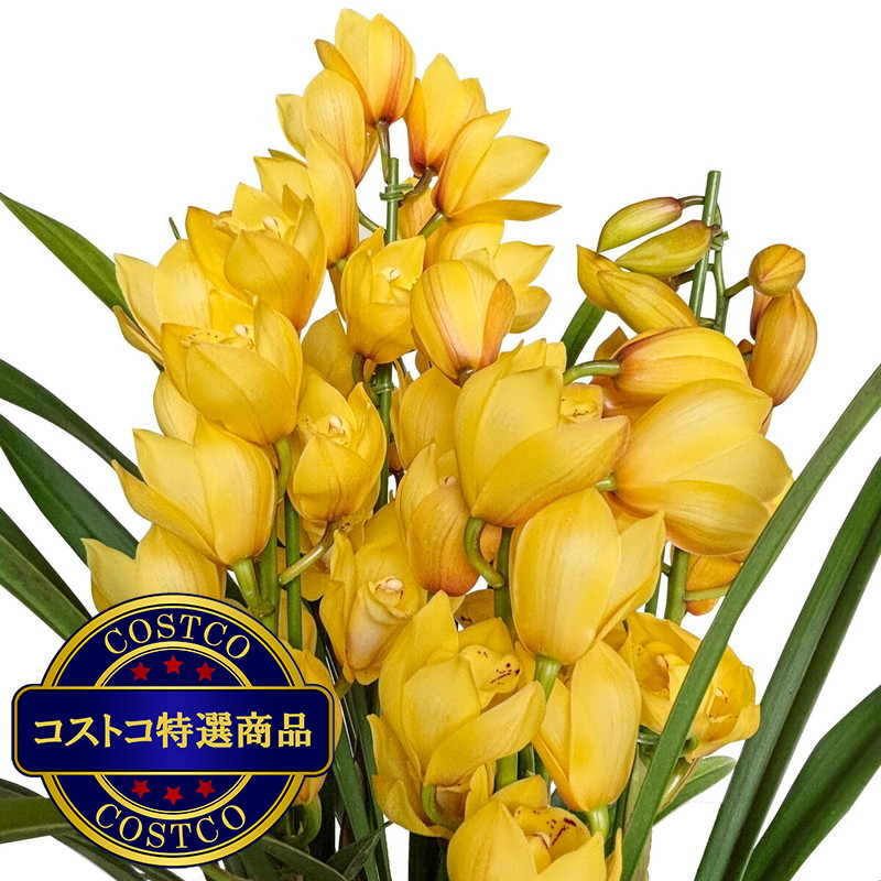 (コストコ) シンビジウム 6号鉢 4本仕立て - 画像 (4)