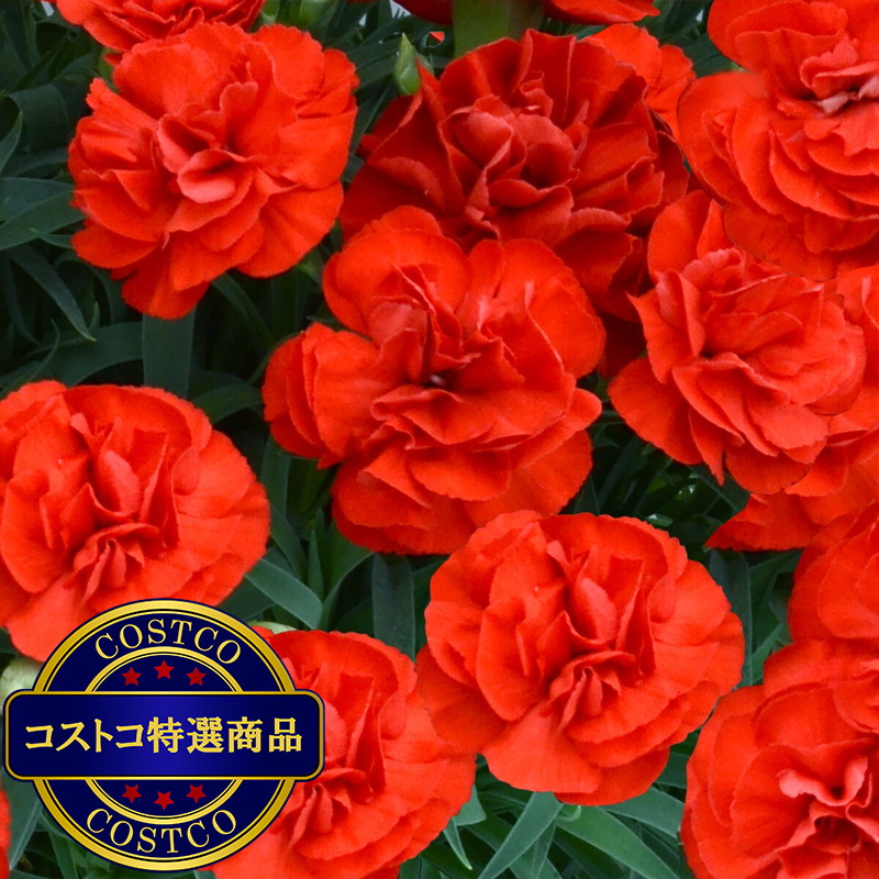 (コストコ) 特大カーネーション 7号鉢 レッド 母の日期間配送 お届け日5月6日〜5月11日 - 画像 (2)