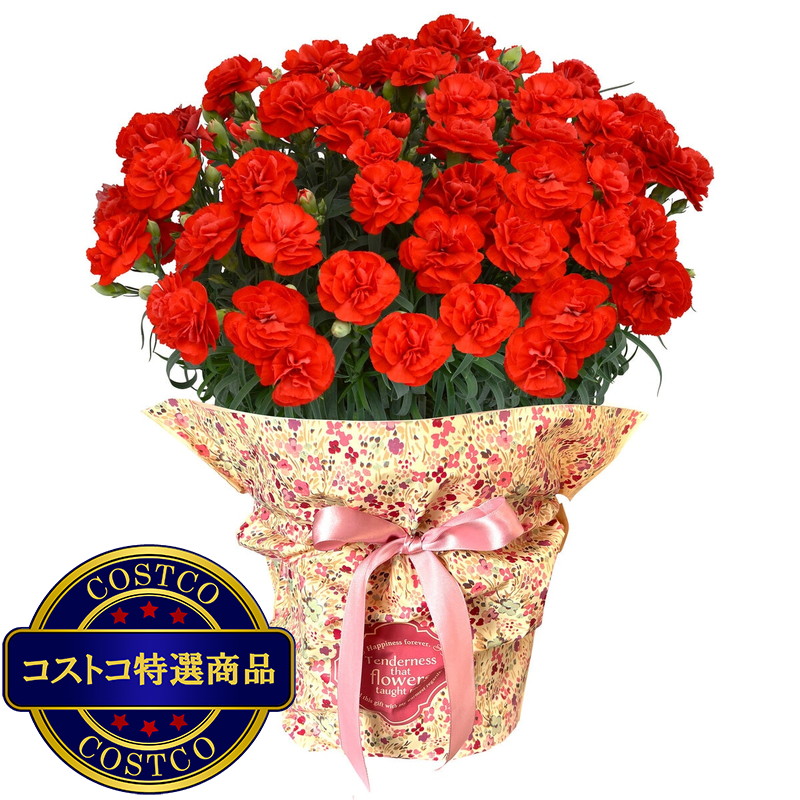 (コストコ) 特大カーネーション 7号鉢 レッド 母の日期間配送 お届け日5月6日〜5月11日