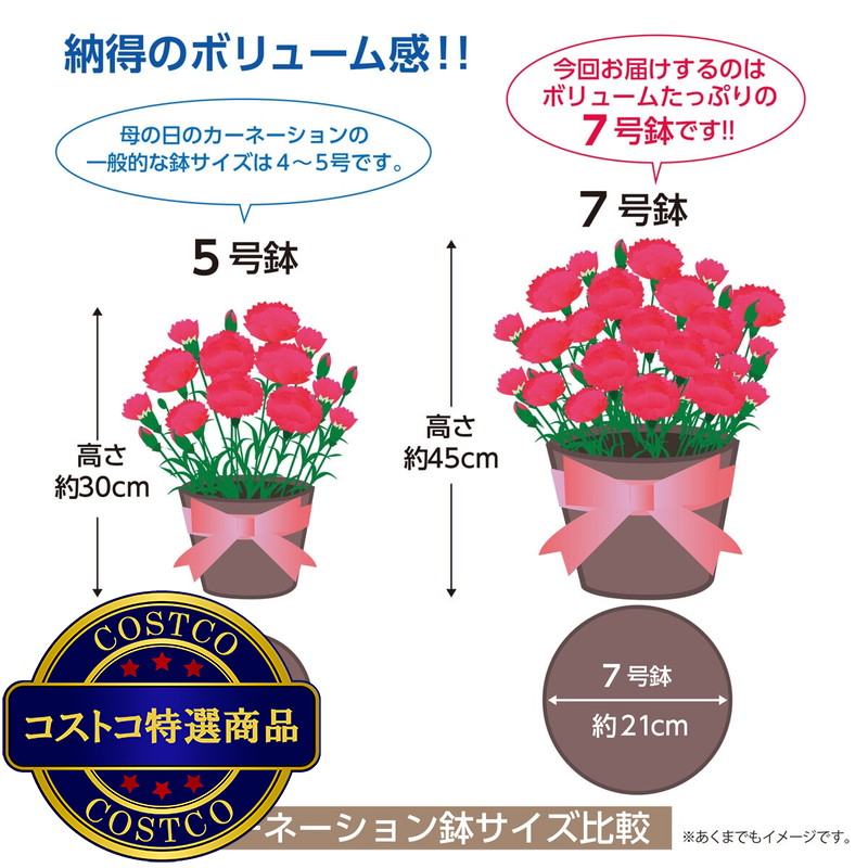 (コストコ) 特大カーネーション 7号鉢 レッド 母の日期間配送 お届け日5月6日〜5月11日 - 画像 (3)