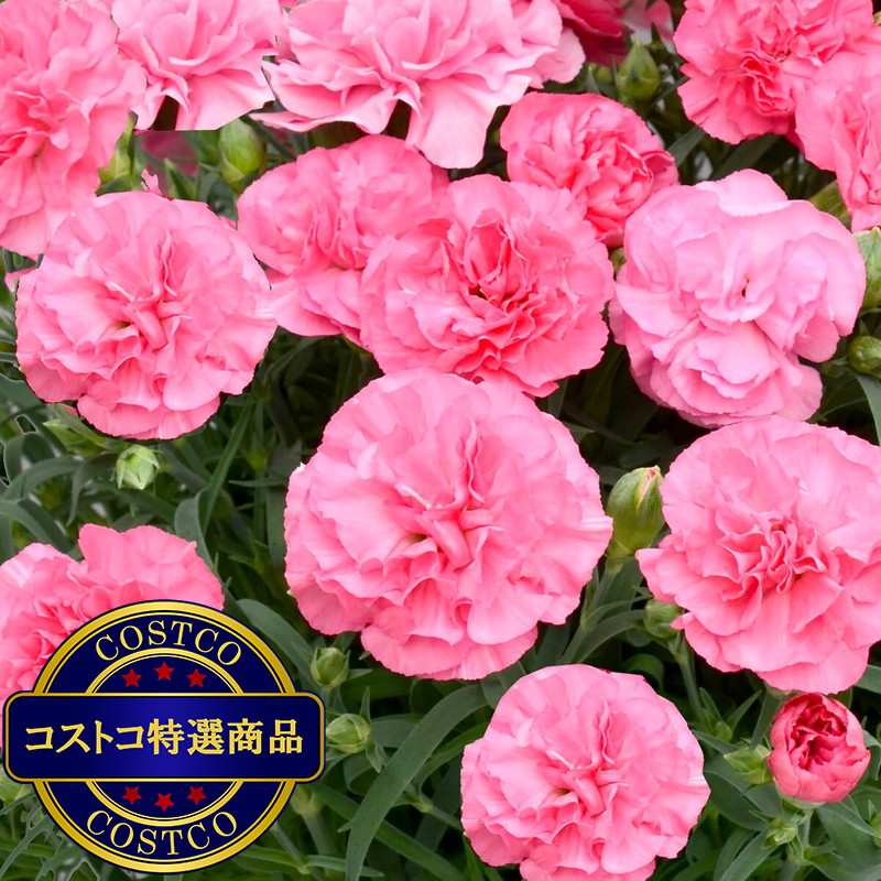 (コストコ) 特大カーネーション 7号鉢 ピンク 母の日期間配送 お届け日5月6日〜5月11日 - 画像 (2)
