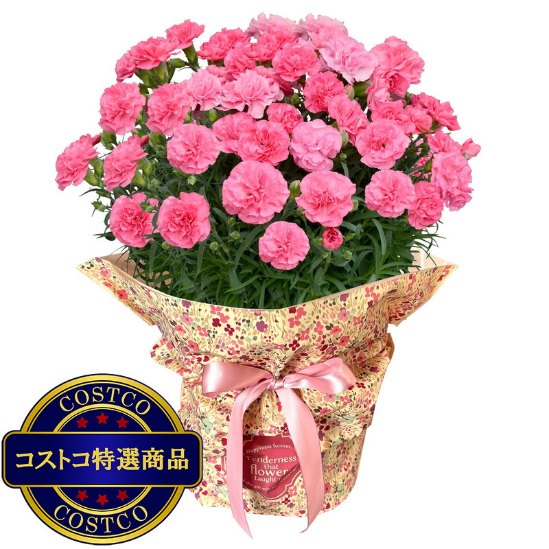 (コストコ) 特大カーネーション 7号鉢 ピンク 母の日期間配送 お届け日5月6日〜5月11日
