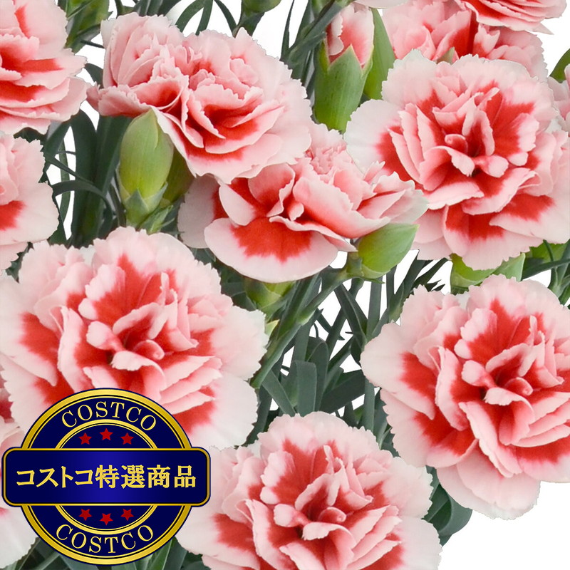 (コストコ) 特大カーネーション 7号鉢 いちごキャンディ 母の日期間配送 お届け日5月6日〜5月11日 - 画像 (2)