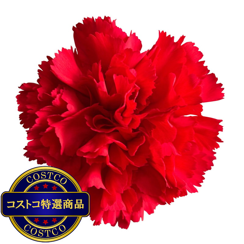 (コストコ) カーネーションの花束 24本 レッド 母の日期間配送 お届け日5月6日〜5月11日 - 画像 (4)