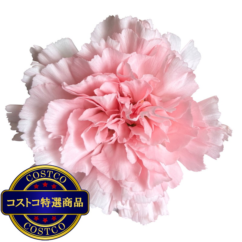 (コストコ) カーネーションの花束 24本 ライトピンク 母の日期間配送 お届け日5月6日〜5月11日 - 画像 (3)