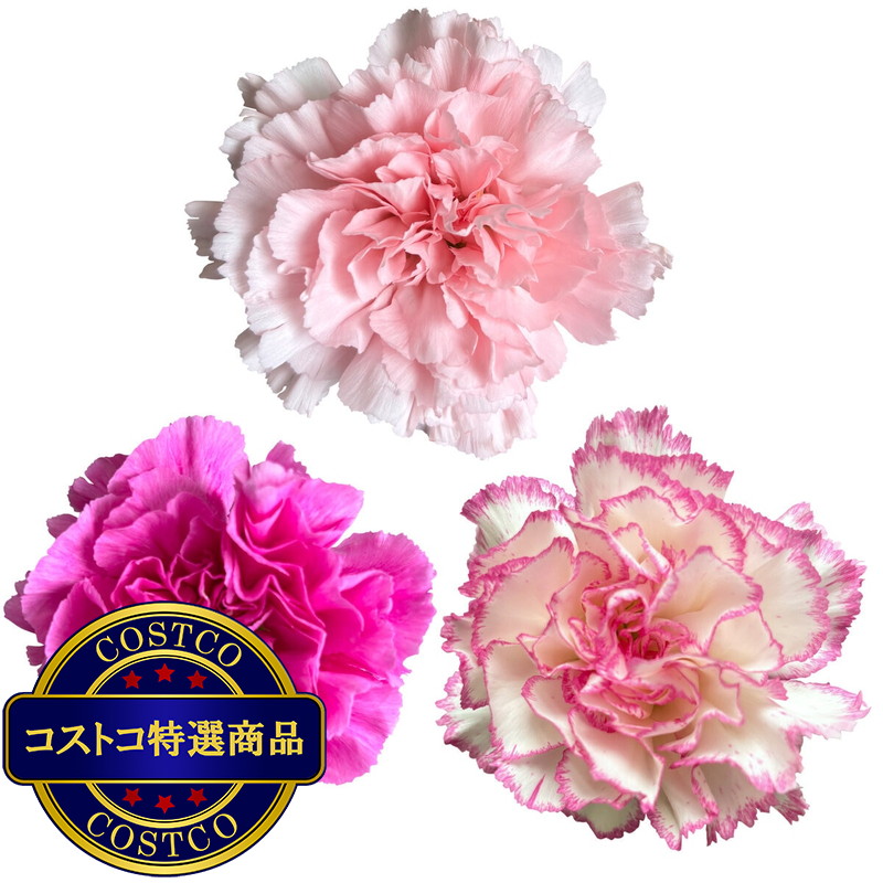 (コストコ) カーネーションの花束 24本 ピンクミックス 母の日期間配送 お届け日5月6日〜5月11日 - 画像 (4)