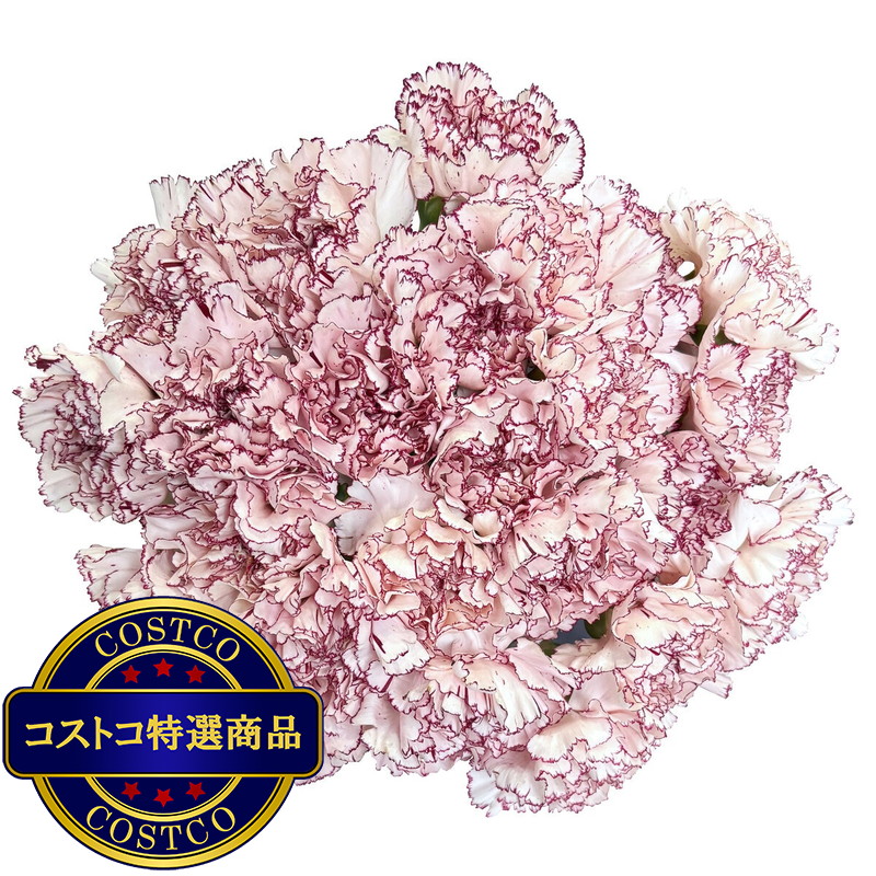 (コストコ) カーネーションの花束 24本 複色/紫白 母の日期間配送 お届け日5月6日〜5月11日 - 画像 (3)