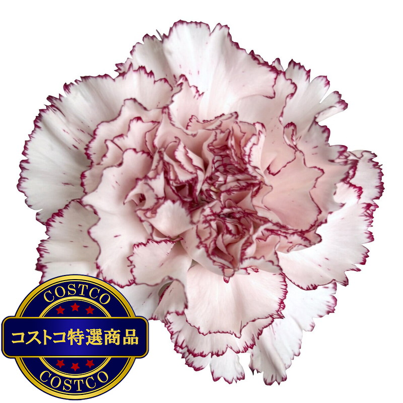 (コストコ) カーネーションの花束 24本 複色/紫白 母の日期間配送 お届け日5月6日〜5月11日 - 画像 (4)