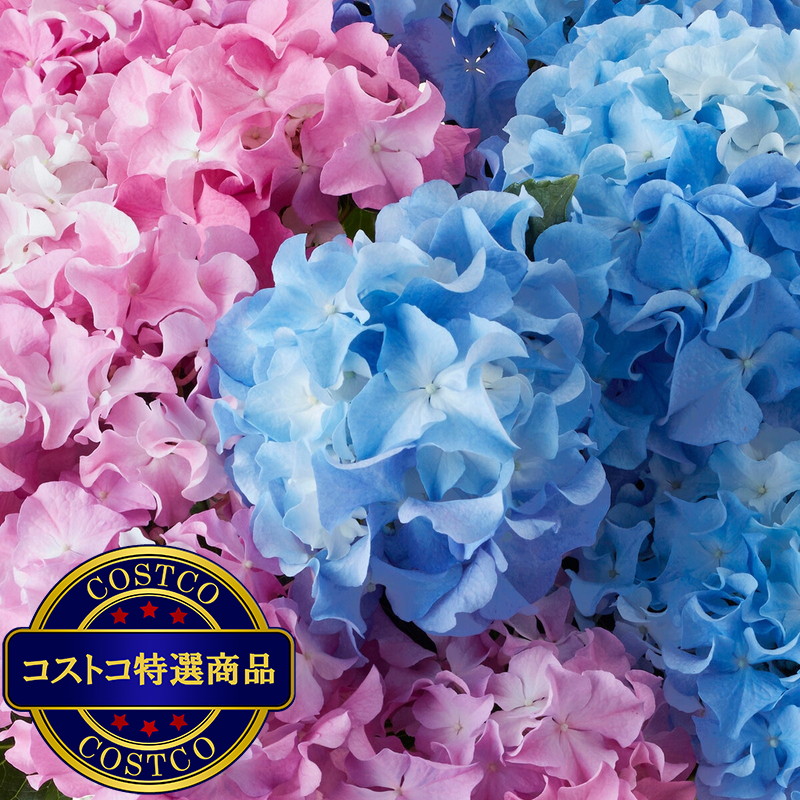 (コストコ) 2色植えあじさい クレイジーテンシア 5号鉢 母の日期間配送 お届け日5月6日〜5月11日 - 画像 (2)