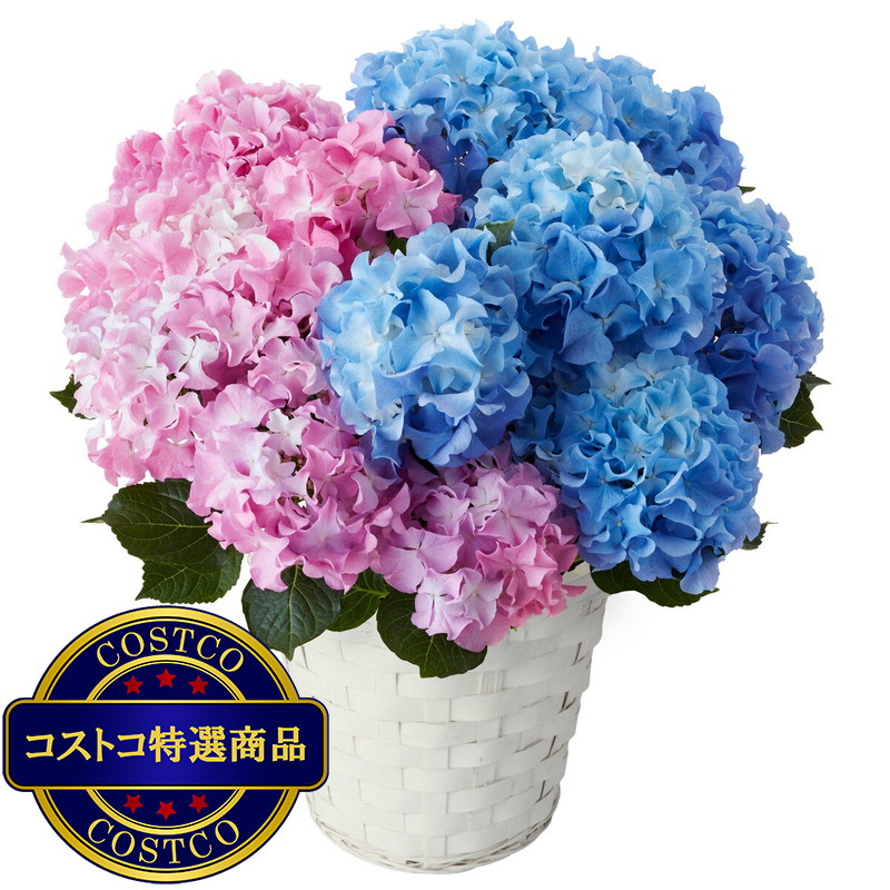 (コストコ) 2色植えあじさい クレイジーテンシア 5号鉢 母の日期間配送 お届け日5月6日〜5月11日