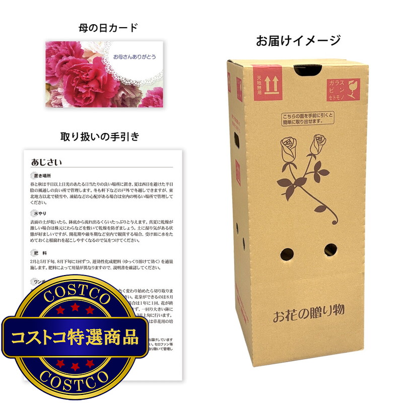 (コストコ) 2色植えあじさい クレイジーテンシア 5号鉢 母の日期間配送 お届け日5月6日〜5月11日 - 画像 (3)