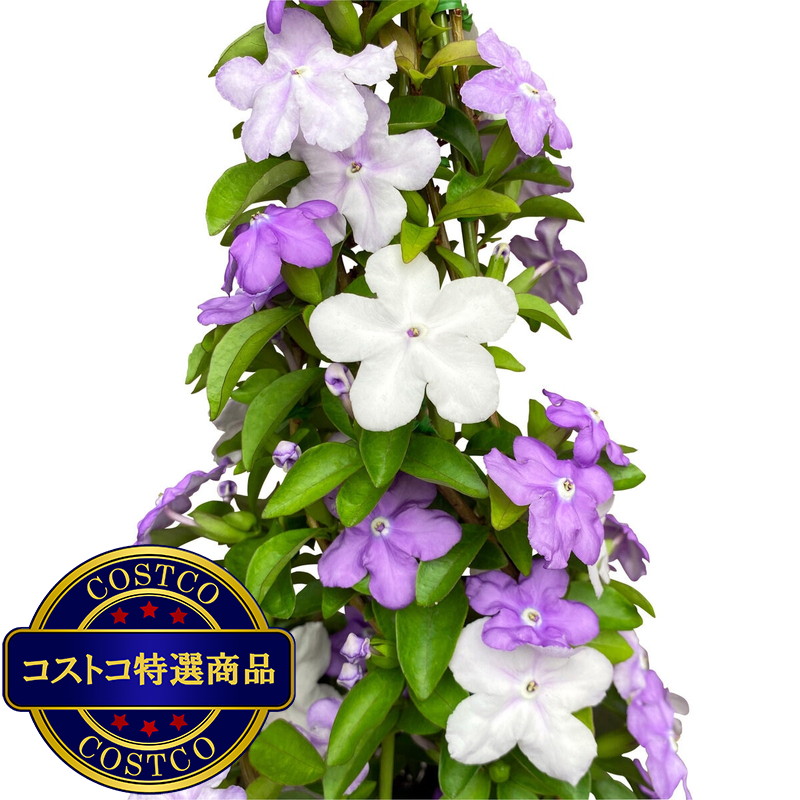 (コストコ) ニオイバンマツリ 6号鉢 母の日期間配送 お届け日5月6日〜5月11日 - 画像 (2)