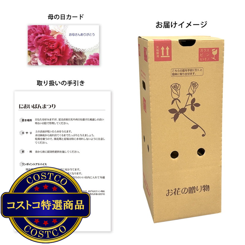 (コストコ) ニオイバンマツリ 6号鉢 母の日期間配送 お届け日5月6日〜5月11日 - 画像 (3)