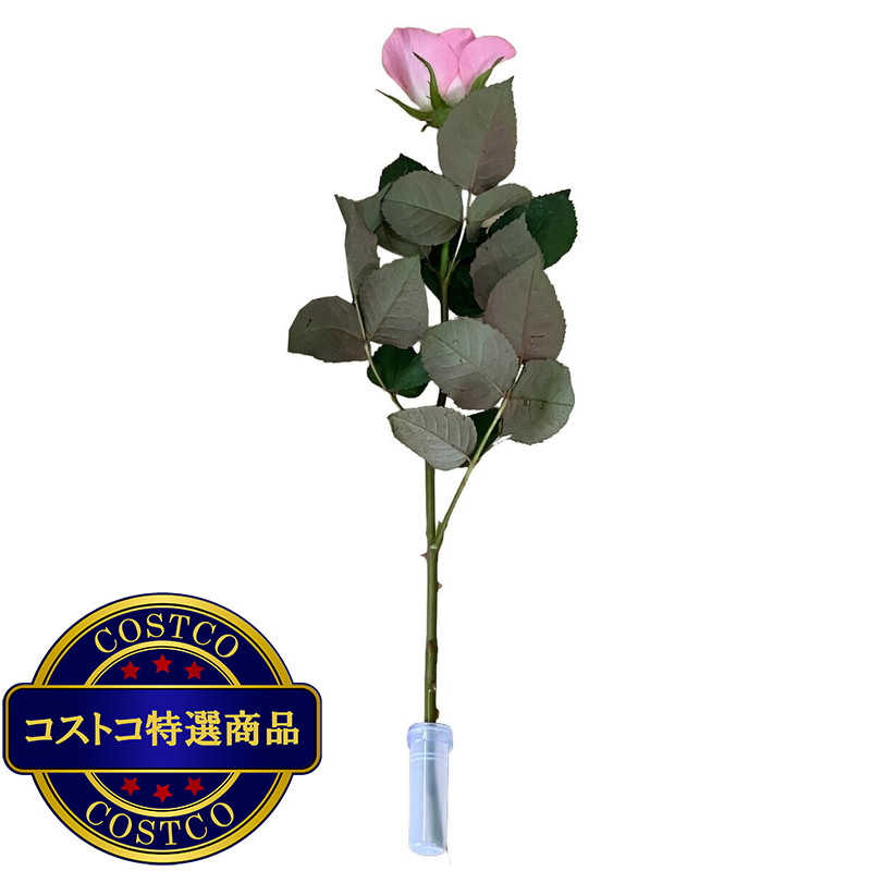 (コストコ) 一輪ギフト ローズ 30束セット ピンク - 画像 (2)