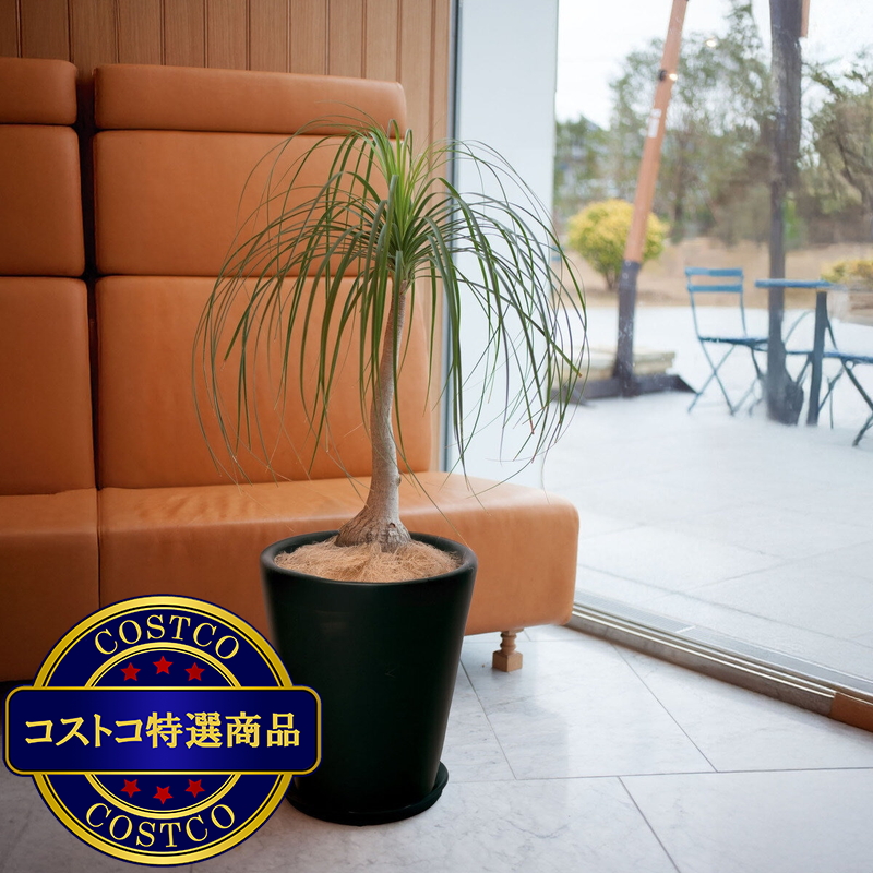 (コストコ) モダン PR1 マット釉 プランター 受け皿付き L 13号 40 x 43cm ブラック ZZ-C13K13P - 画像 (2)