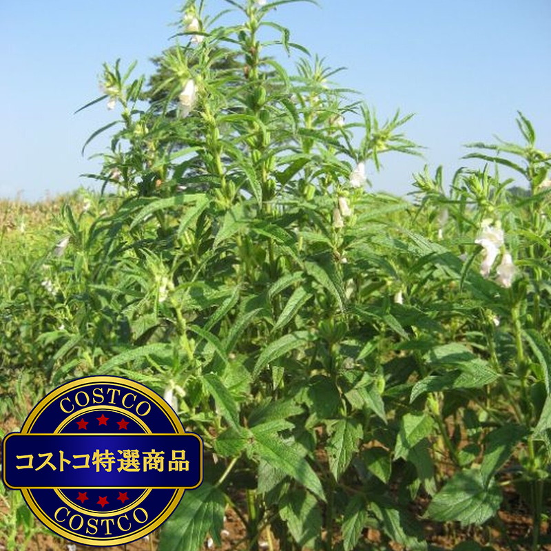 (コストコ) 黒セサミン 20mg 90粒 - 画像 (4)