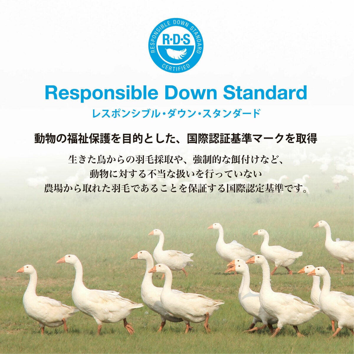 (コストコ) 羽毛布団 ナチュラルグースダウン93% ダブル ブラウン - 画像 (3)