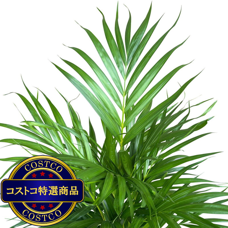 (コストコ) アレカヤシ 観葉植物 7号 陶器鉢 - 画像 (2)
