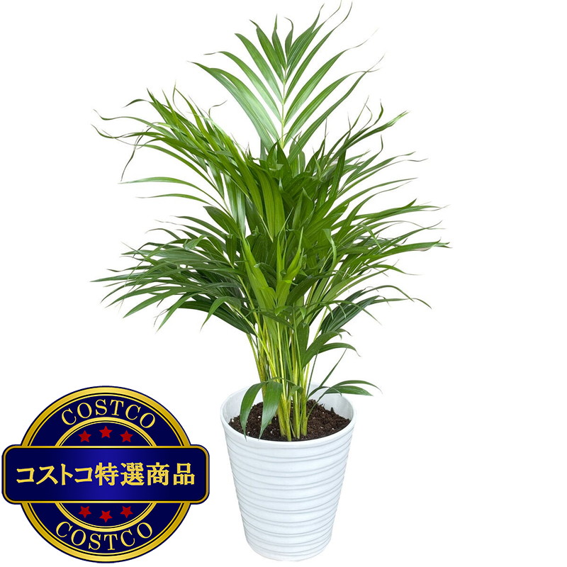 (コストコ) アレカヤシ 観葉植物 7号 陶器鉢