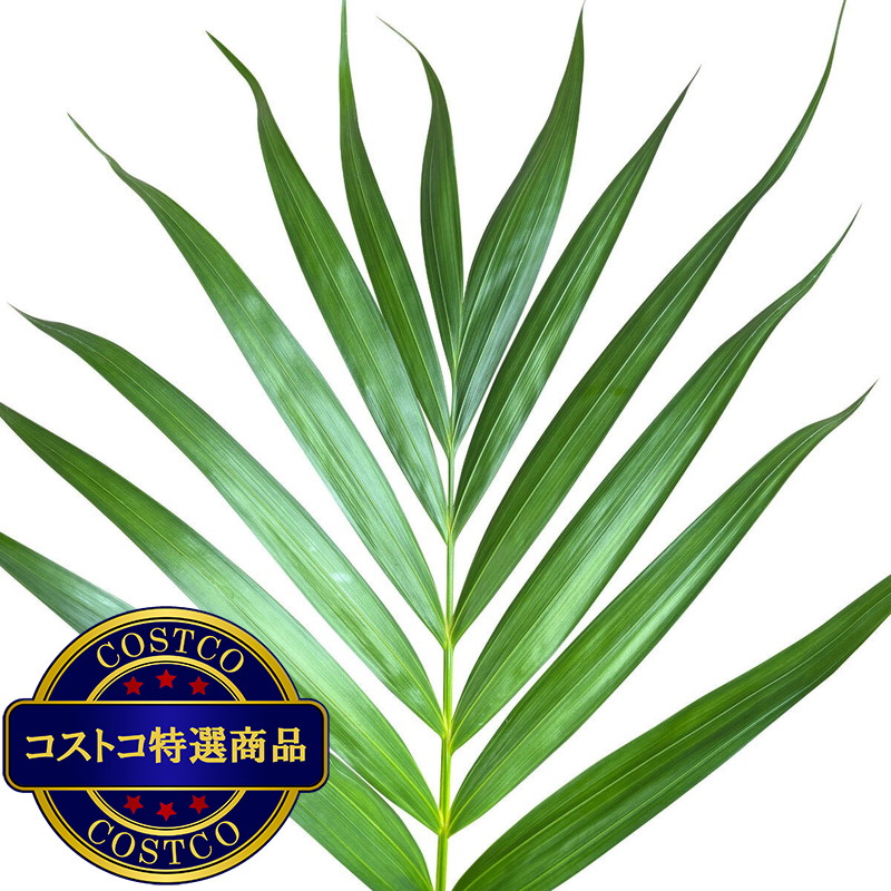 (コストコ) アレカヤシ 観葉植物 7号 陶器鉢 - 画像 (3)